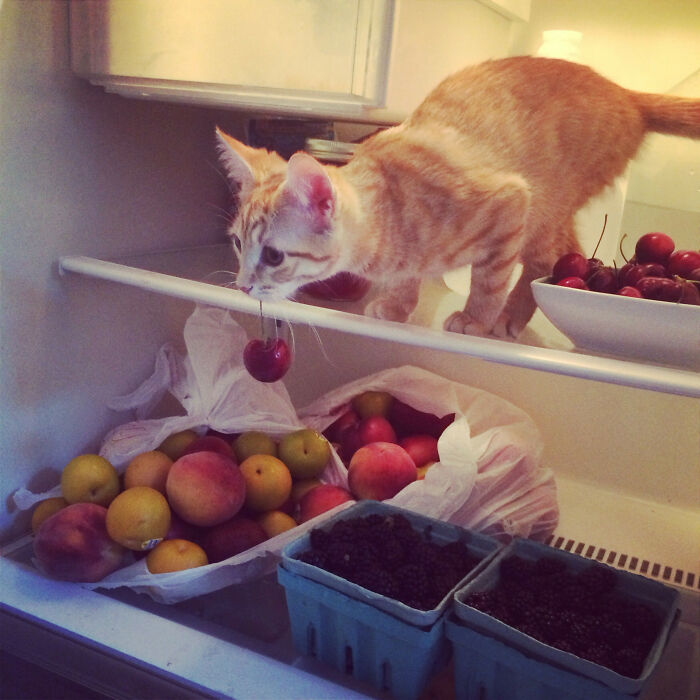 Mi gatito lo roba todo, incluso la comida de mi refrigerador