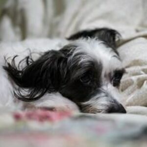 vickirussell1122 avatar