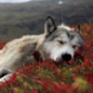 barbaramisztal avatar