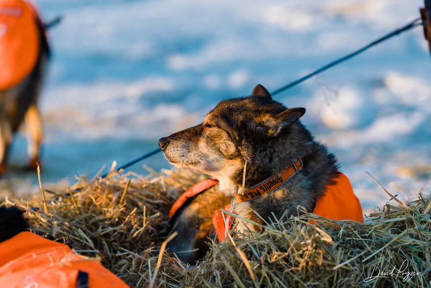 Here Are Some Photos Showing Happy Doggos And Mushers At This Year's Iditarod (12 Pics)