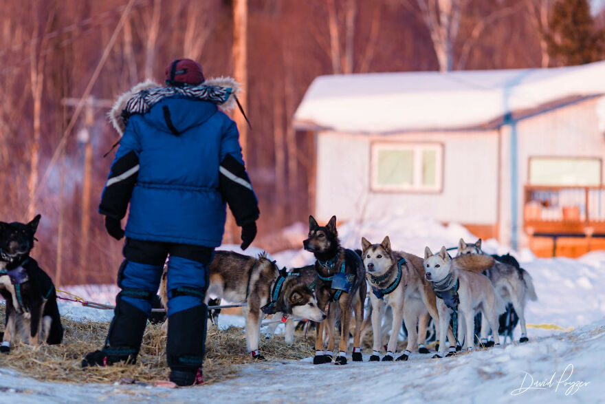 Here Are Some Photos Showing Happy Doggos And Mushers At This Year's Iditarod (12 Pics)