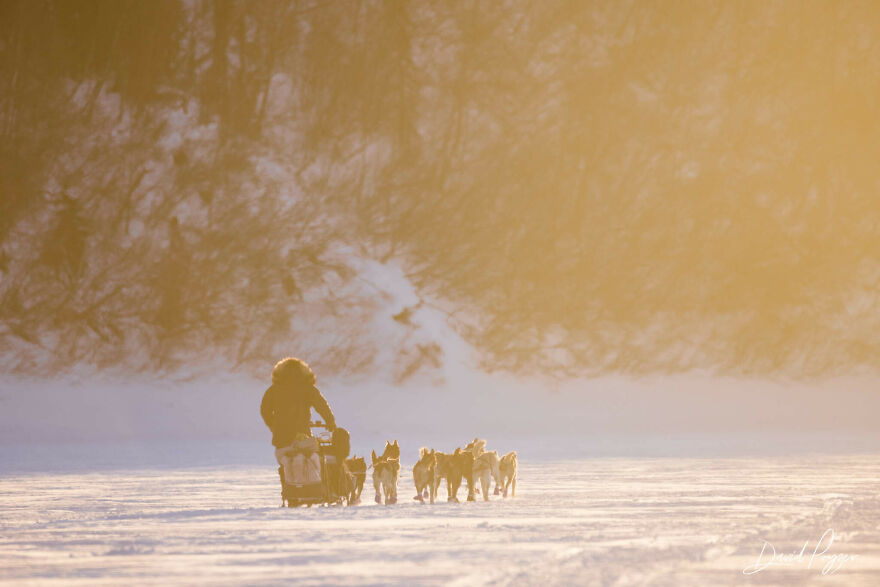 Here Are Some Photos Showing Happy Doggos And Mushers At This Year's Iditarod (12 Pics) Here Are Some Photos Showing Happy Doggos And Mushers At This Year's Iditarod (12 Pics)