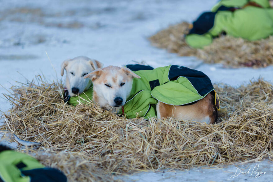 Here Are Some Photos Showing Happy Doggos And Mushers At This Year's Iditarod (12 Pics) Here Are Some Photos Showing Happy Doggos And Mushers At This Year's Iditarod (12 Pics)
