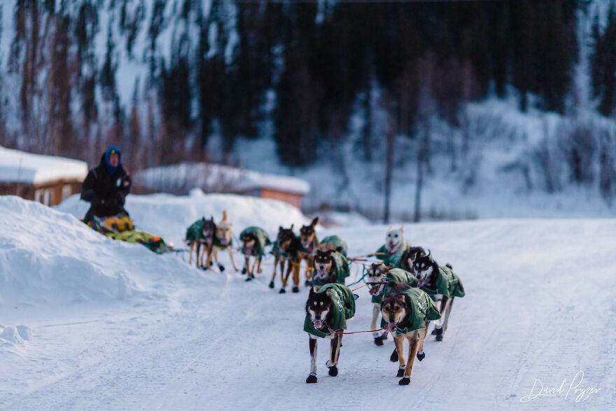 Here Are Some Photos Showing Happy Doggos And Mushers At This Year's Iditarod (12 Pics) Here Are Some Photos Showing Happy Doggos And Mushers At This Year's Iditarod (12 Pics)
