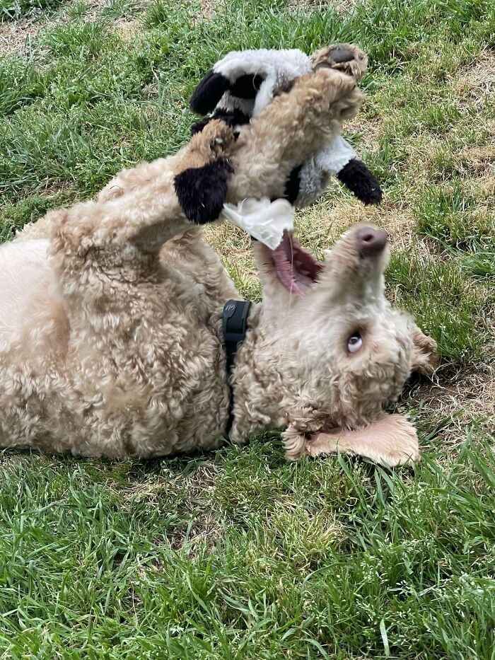 Our Recently Adopted 10 Month Old Labradoodle Loves Rolling Around In The Grass With A Toy