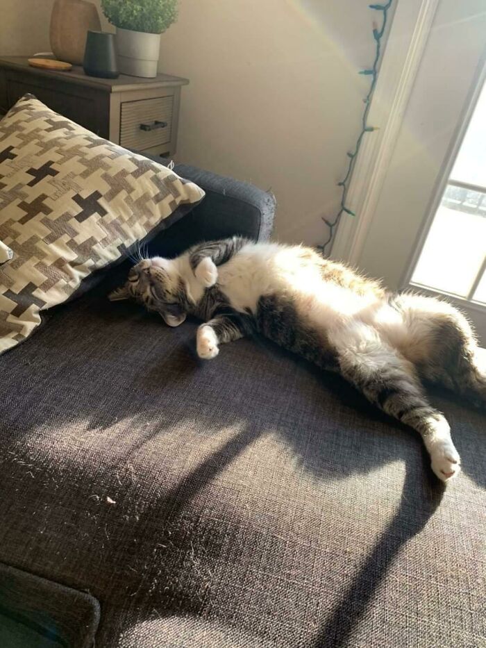 Stray Cat That I Adopted Is Now Living Her Best Life