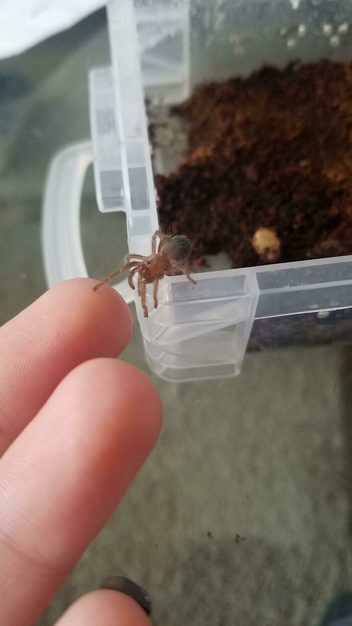 Holding Hands With An Itty Bitty Texas Brown Tarantula