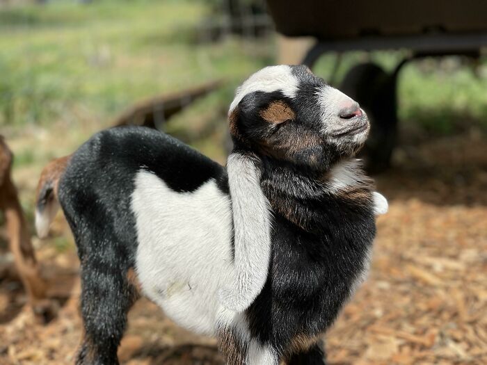 One Day Old, Soaking In The Sun