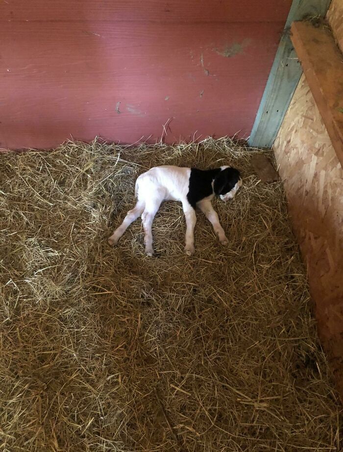 Newborn Baby Today, He Drank A Lot Of Milk And Then Fell Asleep Shortly After