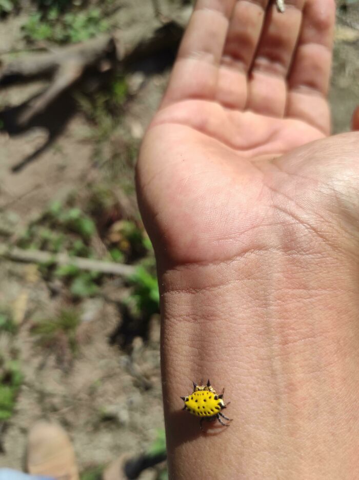 Does Anyone Know What Species This Cute, Little Yellow Is?