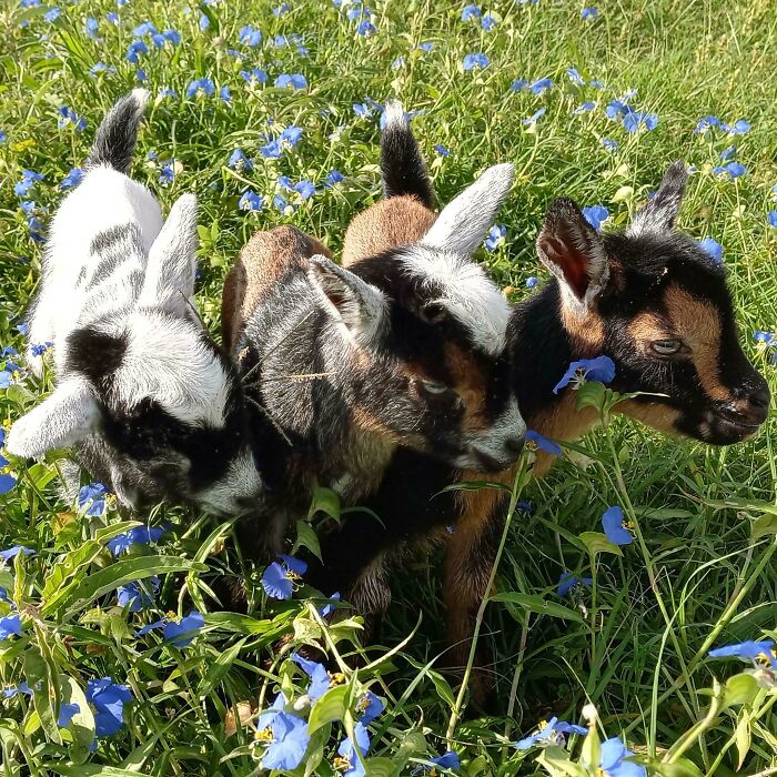 2 Day Old Goat Kids In The Wild Flowers
