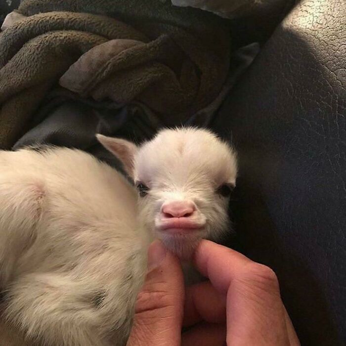 white baby goat pulling of duck lip