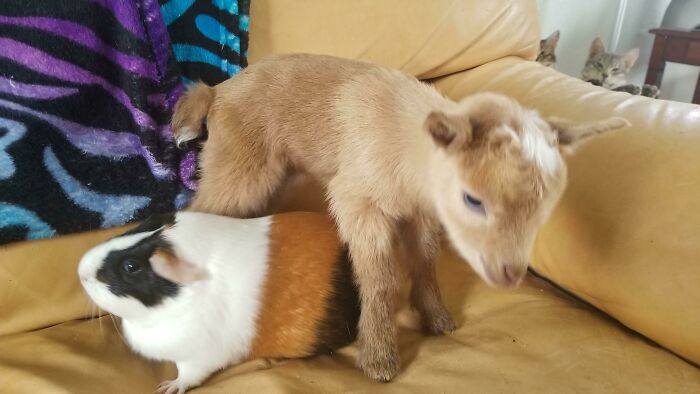 Tiny Goat, Guinea Pig For Scale