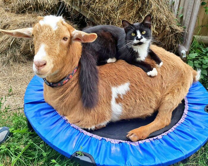 a red goat sitting with a cat on it's back