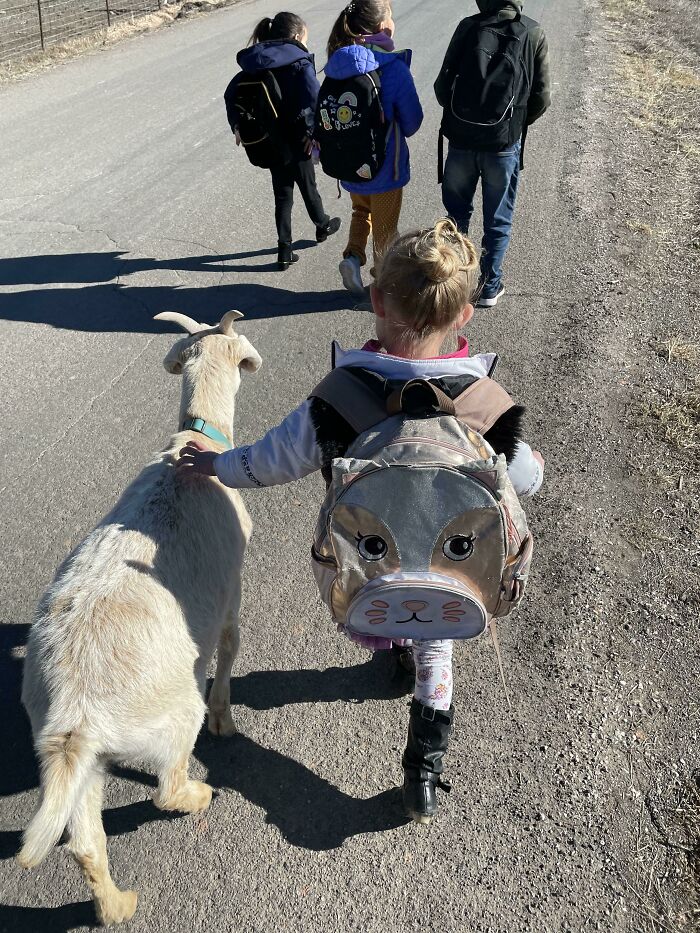 children going on the road together with a white goat