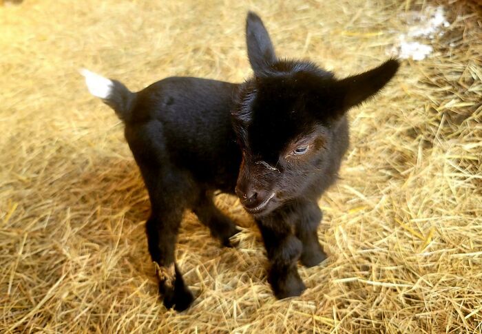 Here's My Aunts Baby Goat That Was Born Today. Meet Tip
