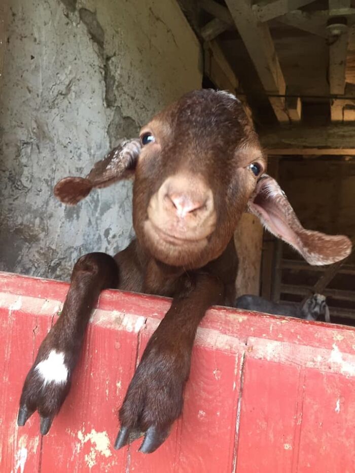 close up view of a baby goat's face