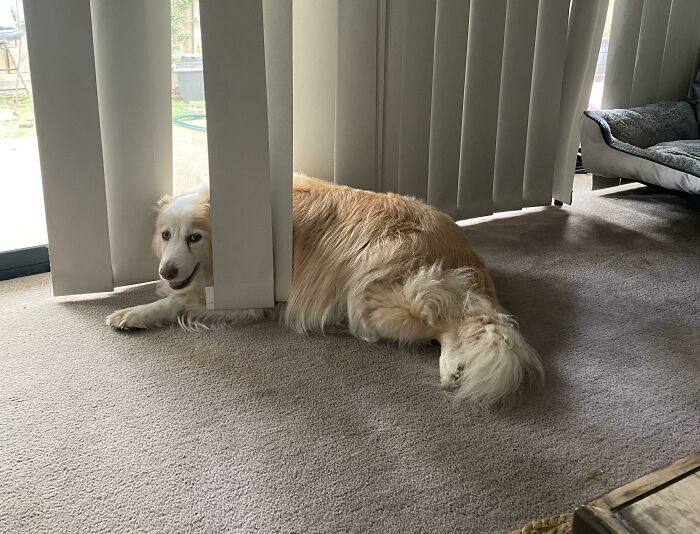Trying To Hide From The Scary Vacuum
