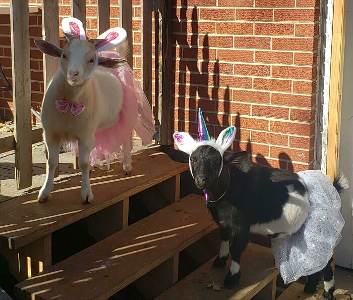 My Goats First Halloween