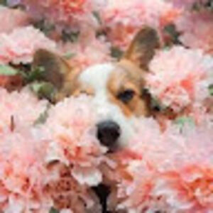 mirzahaldipur-clemons avatar