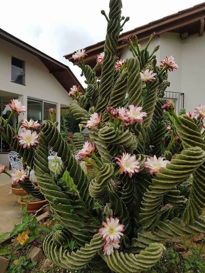 ¿Qué clase de cactus es este?