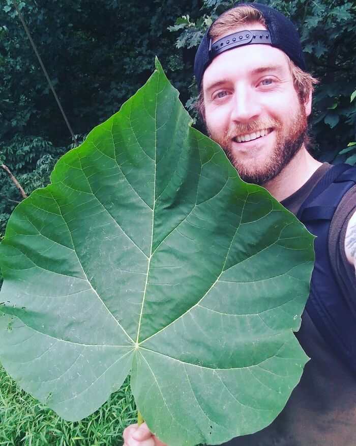 Biggest Leaf I've Ever Seen! Lancaster, Pa, USA