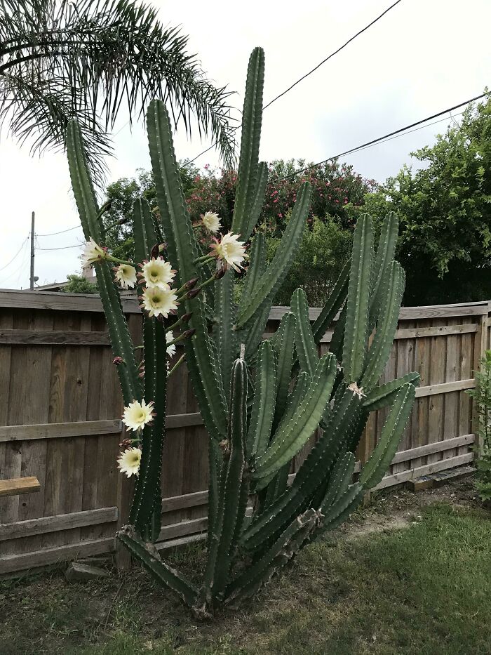 Didn’t Know My San Pedro Cactus Had Flowers