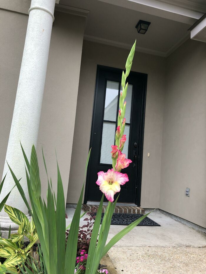 A Flower I Took From My Great Grandpas House After He Died, Just Started Flowering Again