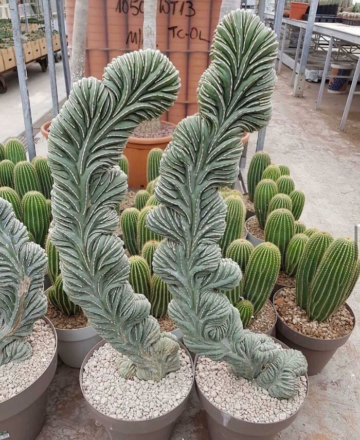Unusual Cacti