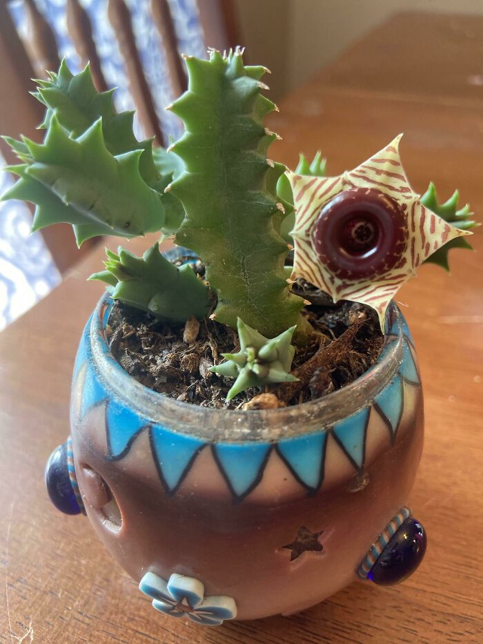 Had This Little Cactus Since He Was Just One Arm. He’s So Happy Now He Has The Most Beautiful Flower I’ve Ever Seen! What Is He?