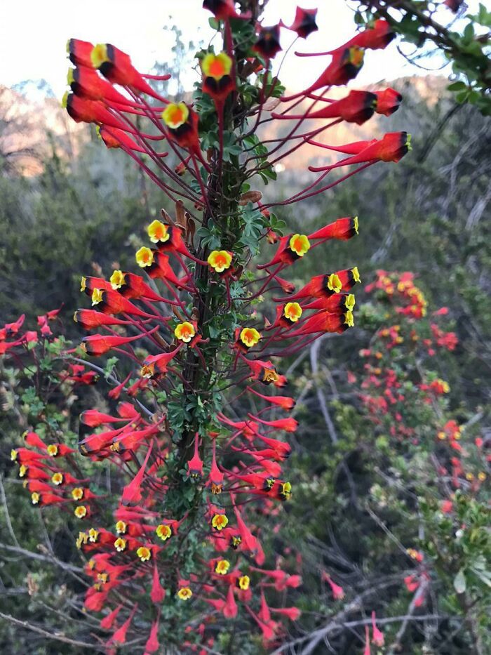 Wild Flower Found In The Mountain Area Of Central Chile