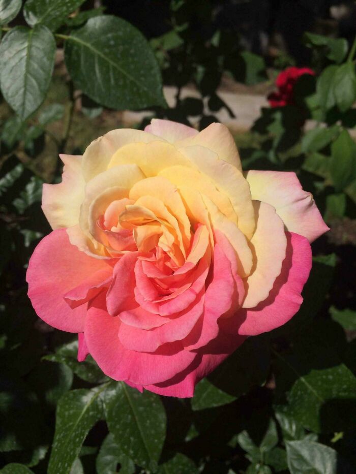 This Beautiful Two Toned Rose In My Garden. I Have Never Seen This Before