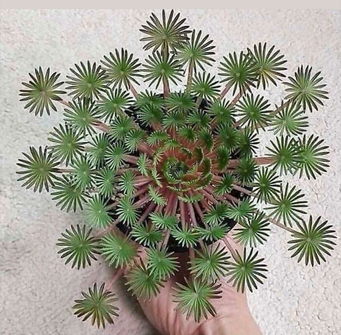 Mandala Looking Plant, Found The Picture Online, No Results With Tineye