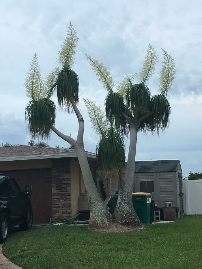 Found In Florida, Appears To Be From Whoville, What Is This Tree?