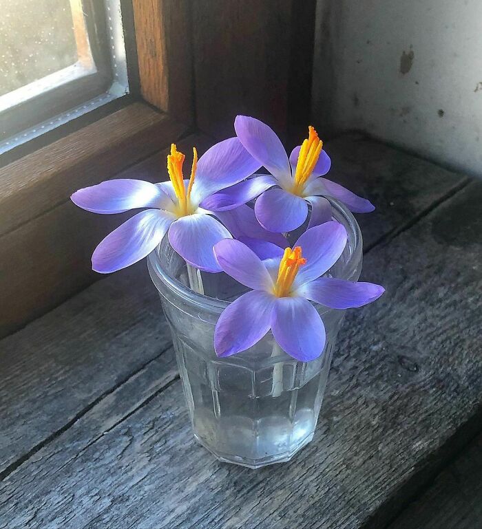 Purple And Blue, Six Petals
