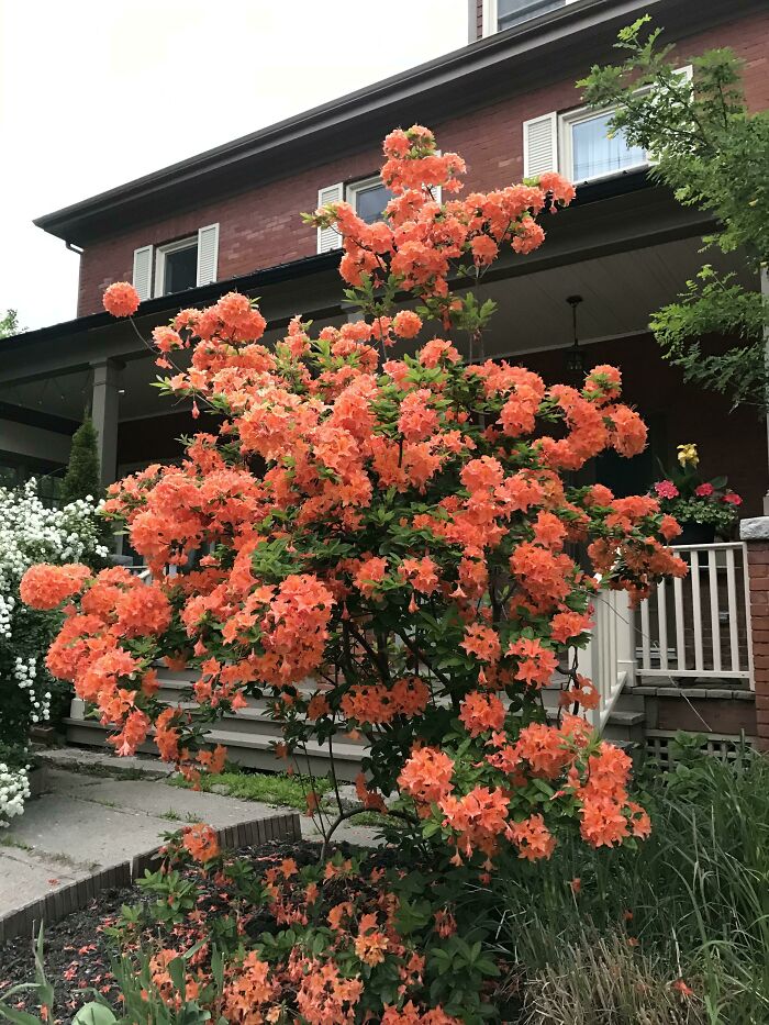 I’m Obsessed With The Color Of This Tree. Would Love To Know What It Is For When I Become A Homeowner!
