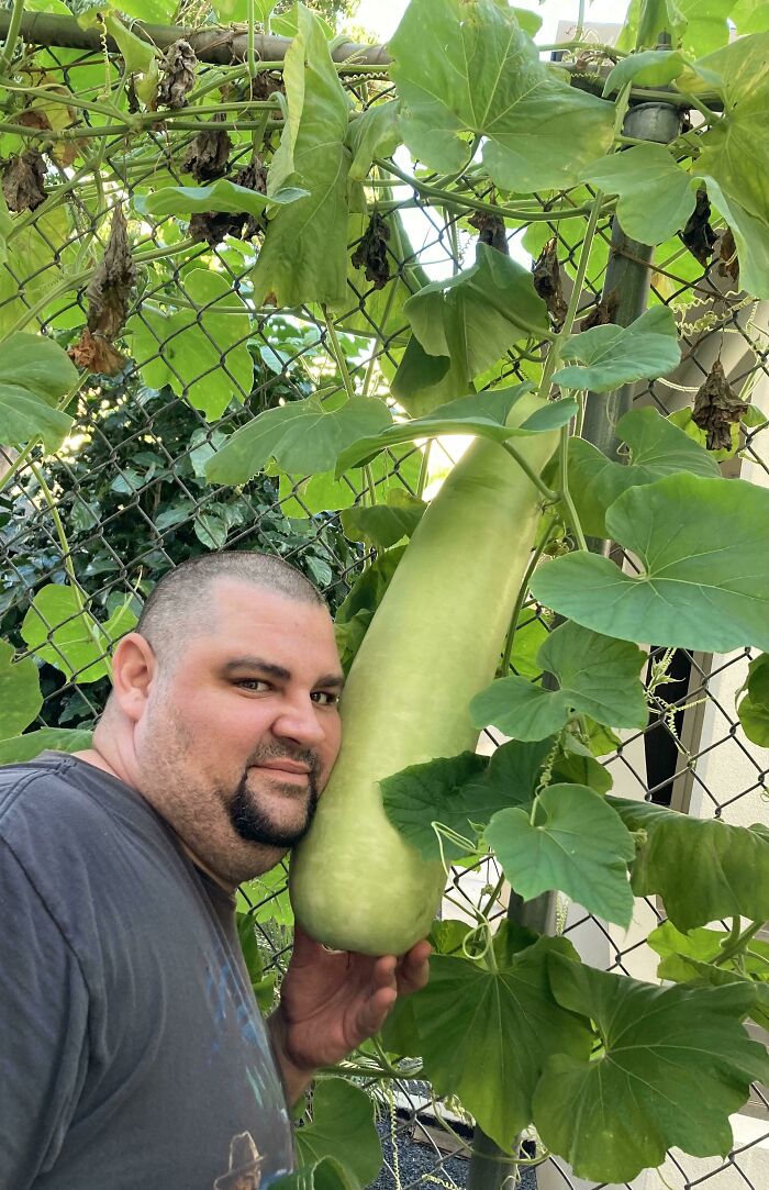 Found A Squash(?) Growing In Our Apartment Garden Area. Husband For Scale