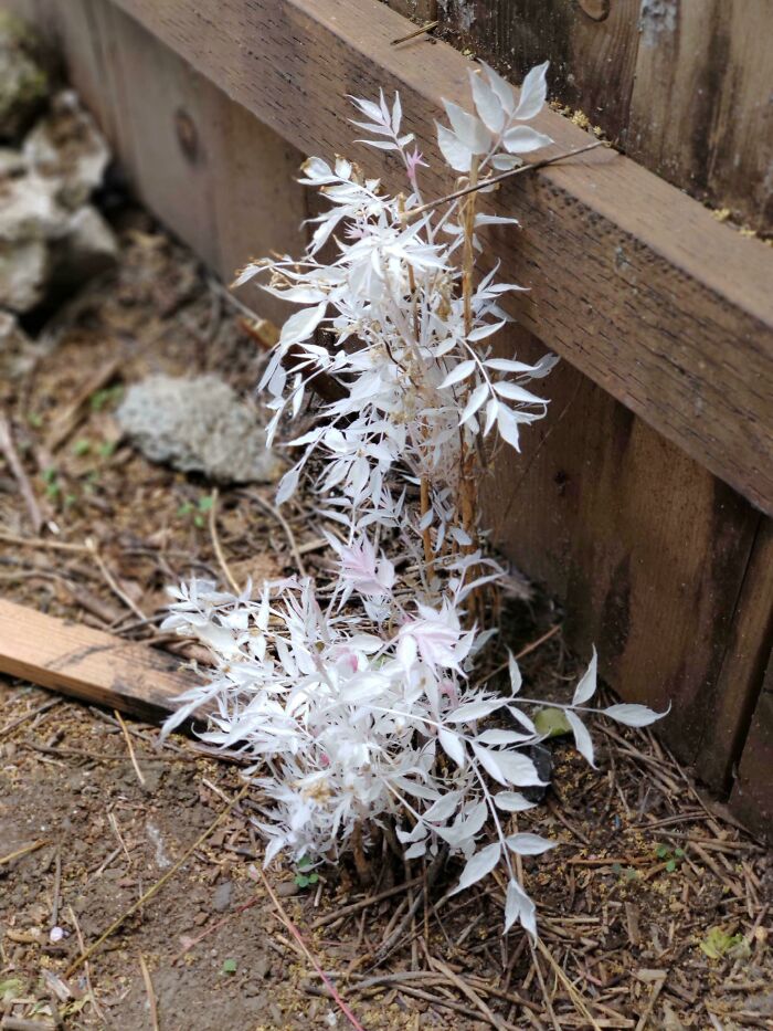 This Albino Plant In My Backyard. What Is It? And Have You Ever Seen An Albino Plant Before?