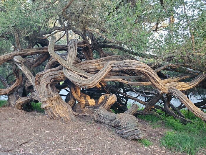 Twisty Trees In Golden Gate Park