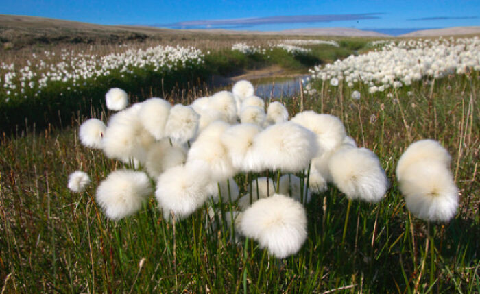 So I Found These Little Fluffballs. Not Sure What They're Called! Location: Somewhere In Nunavut