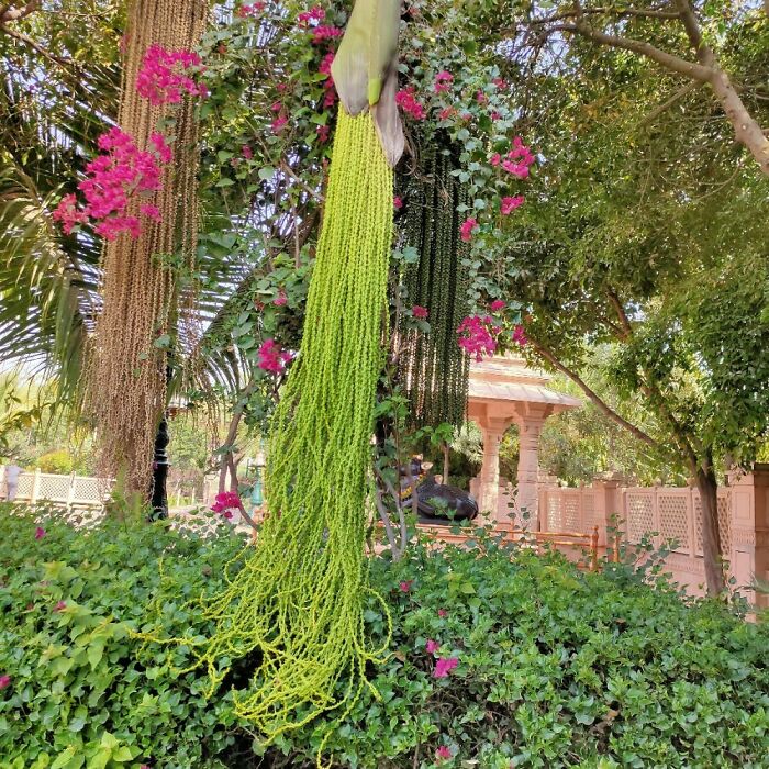 Tree In India