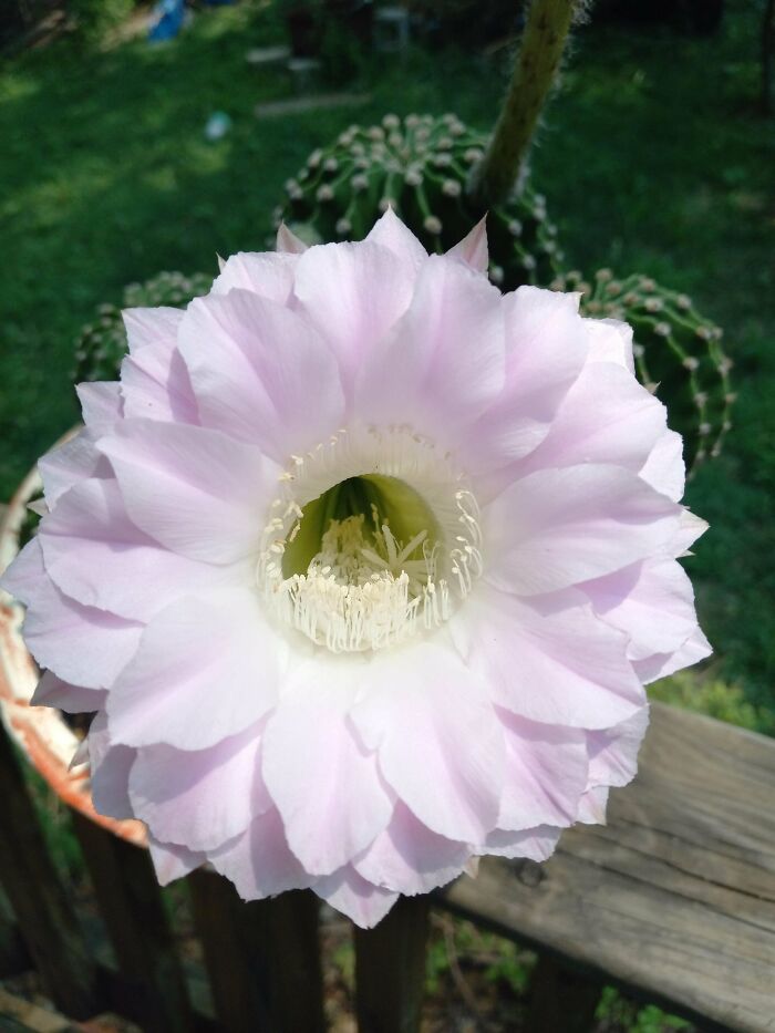 This Cactus I Have That Bloomed Last Year And Now This Year