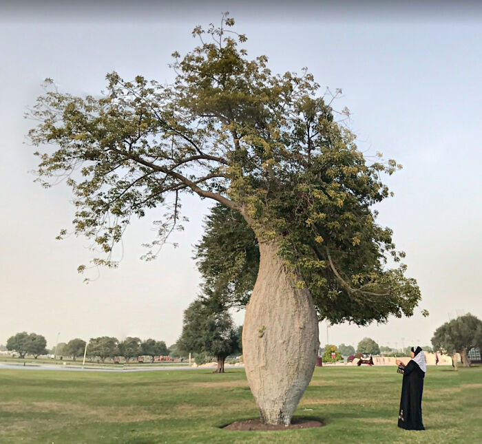 Found In A Park In Qatar (Image From Google Street View)