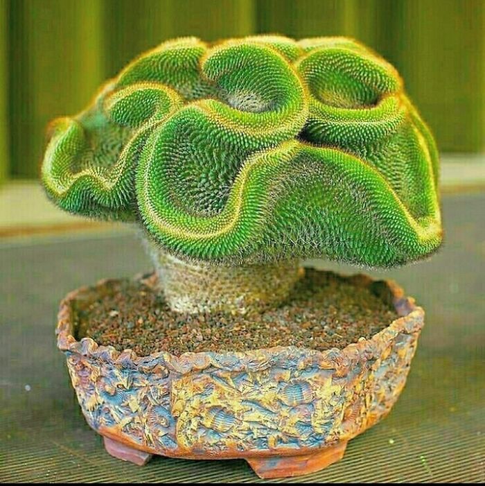 What's The Name Of This Unusual Cactus?