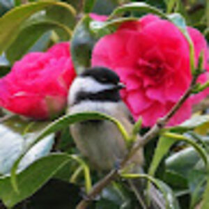 cam-katherinewood-chisholm avatar