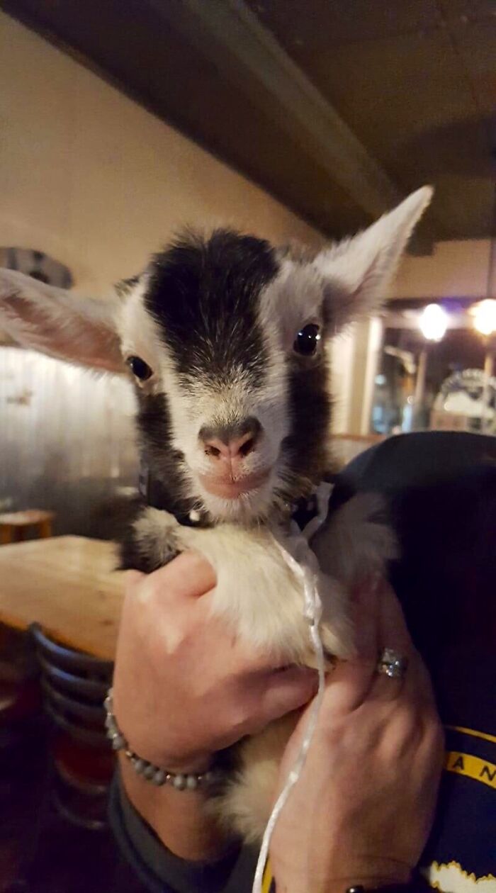Here’s A Baby Goat To Brighten Your Day