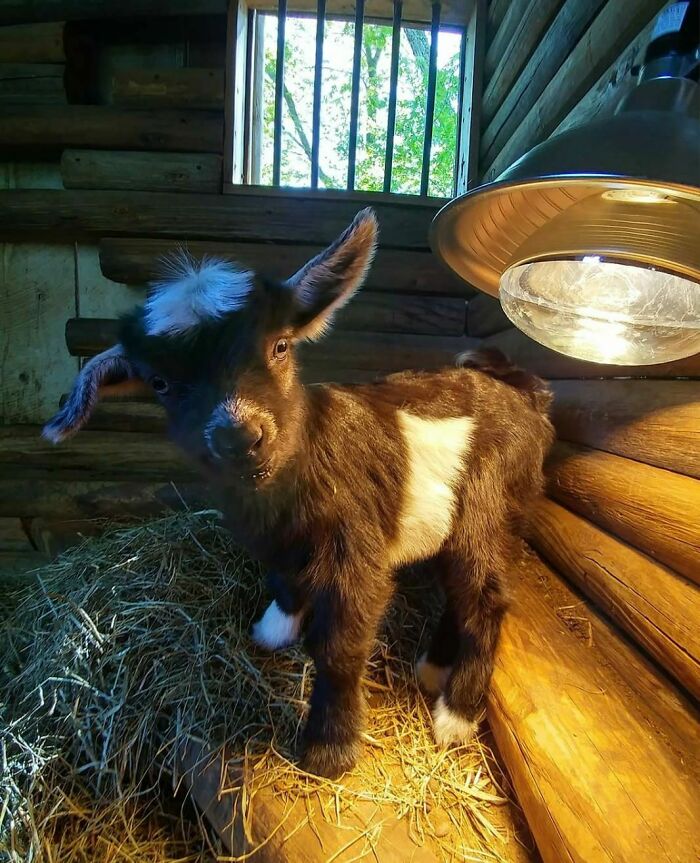 a baby goat under the lamp