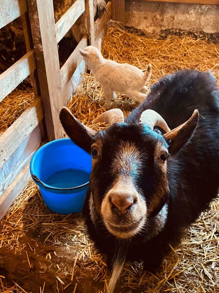 big black goat with a white baby goat nearby