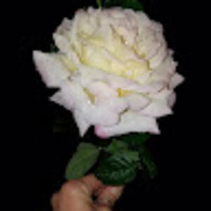 bobbiemcqueen avatar