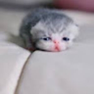 deaganmatthewshaughnessy avatar